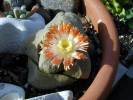 Stone cactus flowering