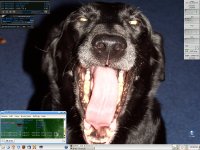 Molly yawning desktop wallpaper.