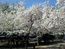 Cherry blossom festival, waning yet beautiful