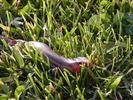 A lizard in the grass