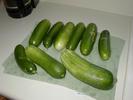 Cucumbers rolling in.