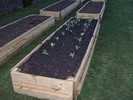 First vegetables planted: Brussels Sprouts up front, Broccoli further back