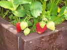 The first fresh strawberries, almost ready.