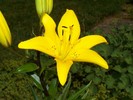 A spectacular yellow day lily
