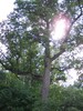 Sun through a huge stately tree