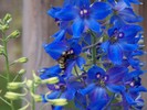 Blue Delphiniums, with a visiting bee.