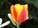 Two-color tulip from the side