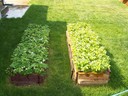 Two beds of strawberry plants