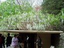 Fallingwater: wisteria above the guest house patio