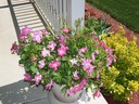 Front porch, tea rose explosion in pink