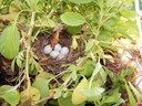 Five little eggs in a tiny nest