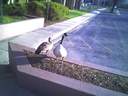 Goose greeters at my office