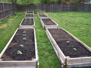 All of the vegetable beds