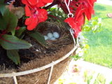 Robin's nest in the basket