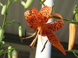 First Tiger Lily of the season