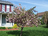 Front yard bloomer