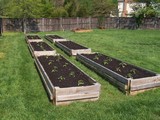 vegetable beds from the top