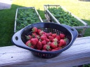 Strawberries, beds in the background