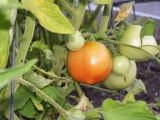 First tomato...