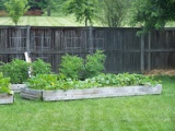 Lower beds: tomatoes and cucumbers