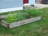 Herb beds: cilantro, leeks, chives, fennel