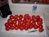 Many happy tomatoes