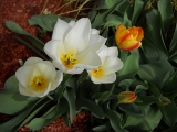 Spring tulips in bloom